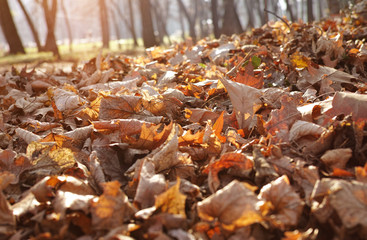 Colorful autumn
