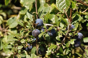 sloe