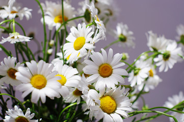 ornamental flowers big white camomile closeup, local soft focus, shallow DOF, toned