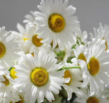 Fototapeta ornamental flowers big white camomile closeup, local soft focus, shallow DOF