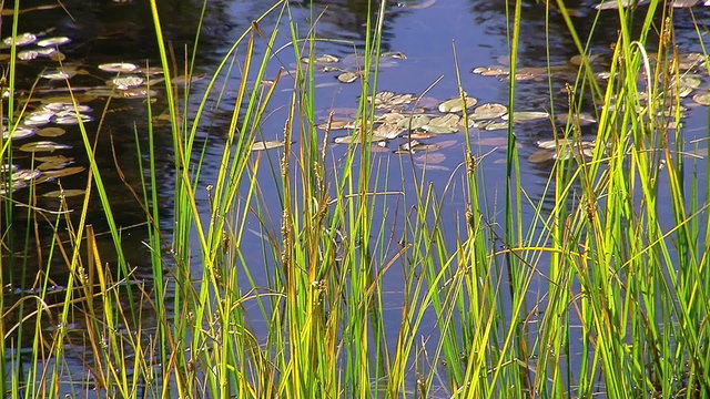 Beautiful Pond in yosemite