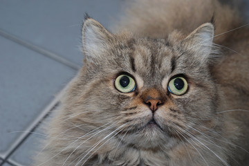 closeup face of silver brown cat
