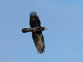 Rook (Corvus frugilegus)