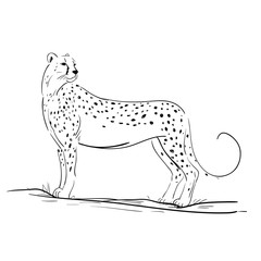 Cheetah