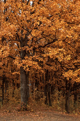 Autumn tree closeup