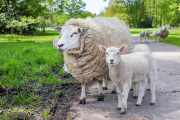 White mother sheep and lamb standing on road