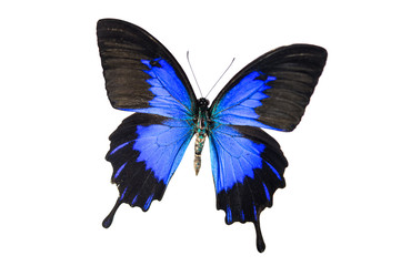 beautiful blue butterfly