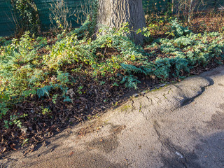 Bodenbelag hebt sich