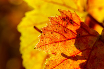 Colorful golden leaves of grape, Alsace