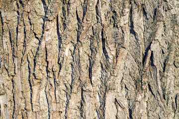 Schwarzpappel, Rinde