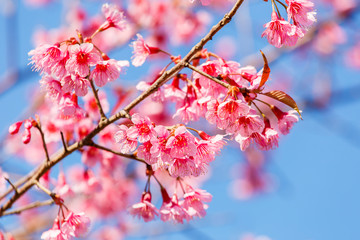 Fototapeta premium Pink flower, Wild Himalayan cherry blooming (Prunus cerasoides)