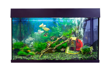 Beautiful rectangular aquarium with tropical fish on a white background