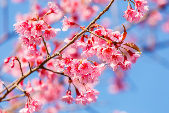 Pink flower, Wild Himalayan cherry blooming (Prunus cerasoides)