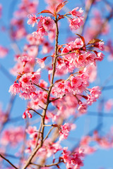 Pink flower, Wild Himalayan cherry blooming (Prunus cerasoides)