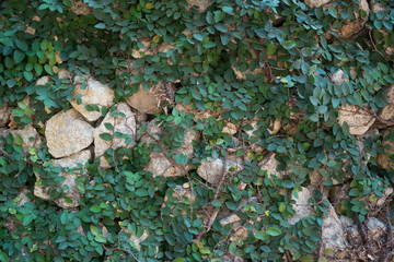 ornamental climbing plant on the wall