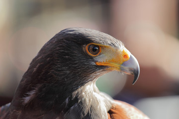 wild bird side