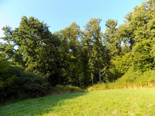 Meadow and forest