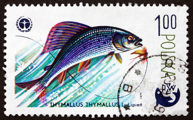 Postage stamp Poland 1979 Grayling, Freshwater Fish