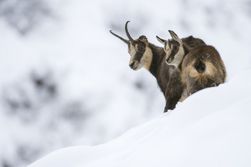 chamois femelle et son jeune en hiver dans les alpes - obrazy, fototapety, plakaty