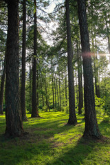 Obraz premium Pine trees