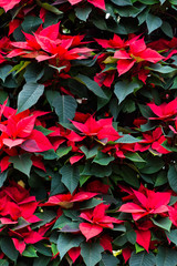 Background of euphorbia pulcherrima Infinity red,flowers or christmas star