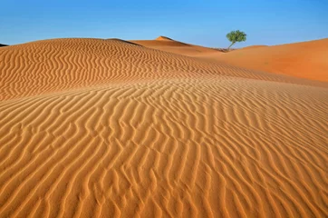 Afwasbaar Fotobehang Woestijnlandschap Boom in de woestijn