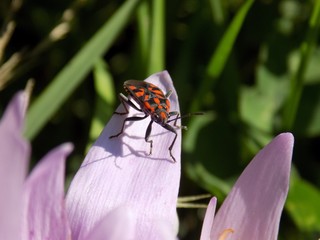 Bug on pink flower
