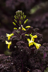 Unusual purple plant with bright yellow flowers, west Iceland