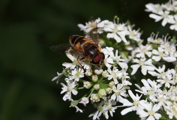 Mistbiene, Fliege, Eristalis tenax Schwebfliege