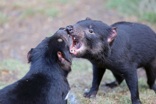 Tasmanian Devils fighting