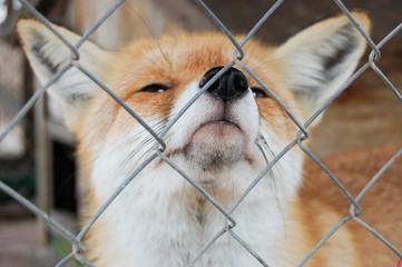 a fox is in a cage / a fox close is in a cage