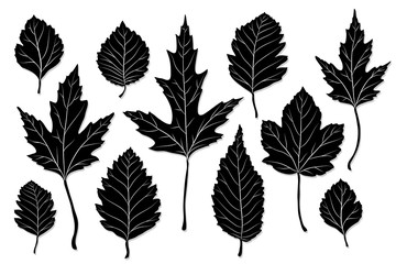 Leaves silhouette vector