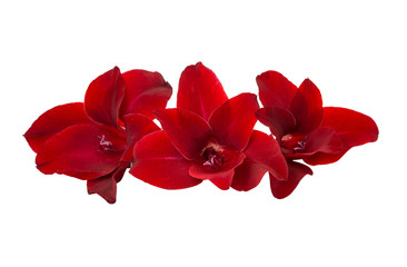 red gladiolus flower