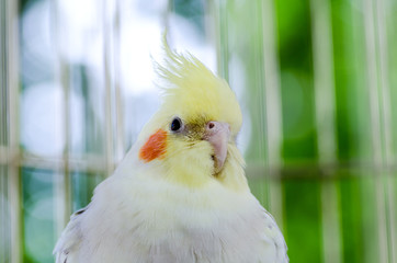 Parrot / The crested parrot is in a cage