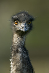 portrait d'&eacute;meu d'Australie
