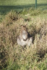 wallaby assis dans l'herbe