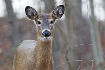 Beautiful background with the wild beautiful deer