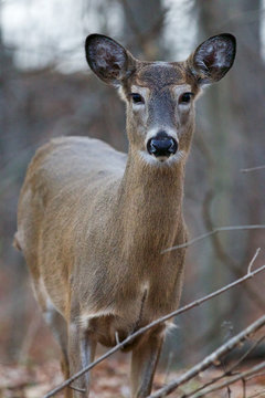 Photo of a young deer in the forest