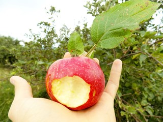 Red bite off apple with leaf on palm
