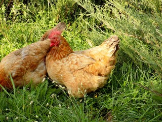 Chicken on pasture