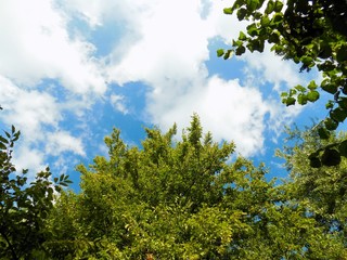 Fototapeta premium Deciduous trees and sky