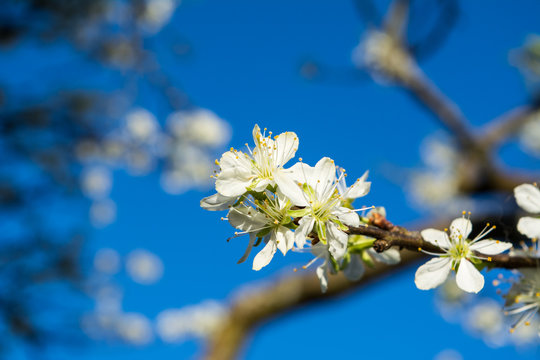 Pflaumenblüte im Frühling 1