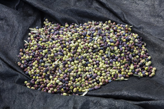Olive harvest, newly picked olives of different colors and olive