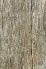 Obraz premium Old tree texture background