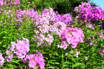 Gorgeous Pink Flowers