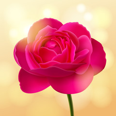 Flower of pink rose on sunny beige background