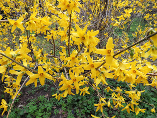 Blooming Forsythia (Forsythia), family of black olives