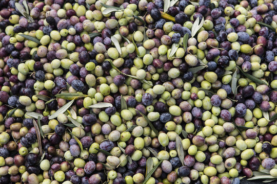 Olive harvest, newly picked olives of different colors and olive