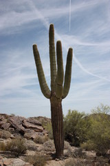 Saguaro Cactus in South Mountain Park Phoenix, Arizona