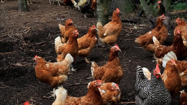 free range chickens on a farm
